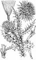 Musk Thistle - Carduus nutans L.