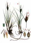 Dreinervige Segge - Carex trinervis Degl. 