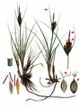 Three-Nerved Sedge - Carex trinervis Degl.