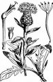 Schwarze Flockenblume - Centaurea nigra L.