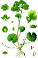 Alternate-Leaved Golden-Saxifrage - Chrysosplenium alternifolium L.
