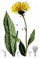 Mountain Hawk's-Beard - Crepis pontana (L.) Dalla Torre