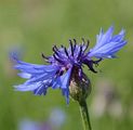 Kornblume - Cyanus segetum Hill