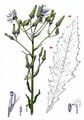 American Burnweed - Erechtites hieraciifolius (L.) DC.