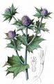 Sea-Holly - Eryngium maritimum L.