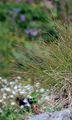 Gämsen-Schwingel - Festuca rupicaprina (Hack.) A. Kern.
