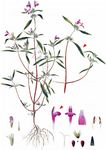 Schmalblättriger Hohlzahn - Galeopsis angustifolia Ehrh. ex Hoffm. 