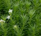 Zierliches Labkraut - Galium pumilum Murray