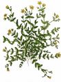 Trailing St John's-Wort - Hypericum humifusum L.