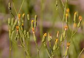 Kompaß-Lattich - Lactuca serriola L.