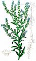 Bur Forget-Me-Not - Lappula squarrosa (Retz.) Dumort.