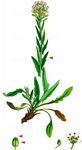 Verschiedenblättrige Kresse - Lepidium heterophyllum Benth. 