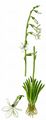 Water Lobelia - Lobelia dortmanna L.