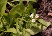 Sweet Alison - Lobularia maritima (L.) Desv.