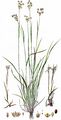 Vielblütige Hainsimse - Luzula multiflora (Ehrh.) Lej.