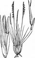 Borstgras - Nardus stricta L.