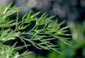 Parsley Water-Dropwort - Oenanthe lachenalii C. C. Gmel.