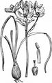 Dolden-Milchstern - Ornithogalum umbellatum L.