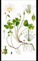 Wood-Sorrel - Oxalis acetosella L.