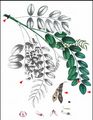 False-Acacia - Robinia pseudoacacia L.