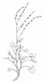 Schild-Ampfer - Rumex scutatus L.