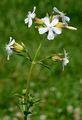 Soapwort - Saponaria officinalis L.