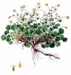 Zymbelkraut-Steinbrech - Saxifraga cymbalaria L. 