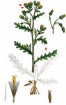 Gewöhnliches Greiskraut - Senecio vulgaris L. 