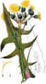 Marsh Sow-Thistle - Sonchus palustris L.