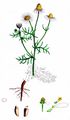 Geruchlose Kamille - Tripleurospermum inodorum (L.) Sch. Bip.
