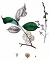 Wych Elm - Ulmus glabra Huds.