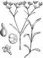 Gefurchter Feldsalat - Valerianella rimosa Bastard