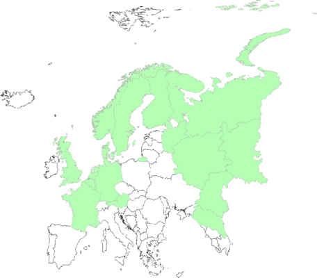 Agrostis scabra