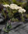 Edle Schafgarbe - Achillea nobilis L.