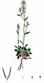 Lyrate Rockcress - Arabidopsis petraea (L.) V.I.Dorof.