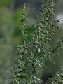 Tarragon - Artemisia dracunculus L.