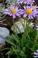 Alpen-Aster - Aster alpinus L.