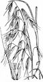 Wild-Oat - Avena fatua L.