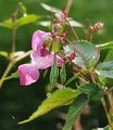 ASCIIiflora