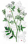Schmalblättriger Merk - Berula erecta (Huds.) Coville 