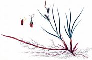 Behaarte Segge - Carex hirta L.