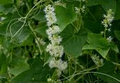 Wild Cucumber - Echinocystis lobata (Michx.) Torr. & A. Gray