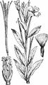 Great Willowherb - Epilobium hirsutum L.
