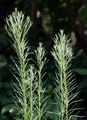 Goldilocks Aster - Galatella linosyris (L.) Rchb. f.