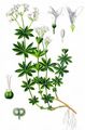 Waldmeister - Galium odoratum (L.) Scop.