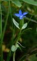 Schnee-Enzian - Gentiana nivalis L.
