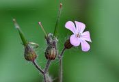 Herb-Robert - Geranium robertianum L.