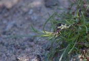 Fastigiate Gypsophila - Gypsophila fastigiata L.