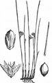 Thread Rush - Juncus filiformis L.