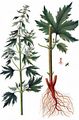 Echtes Herzgespann - Leonurus cardiaca L.
